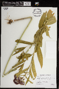 Media resource of Asclepias incarnata