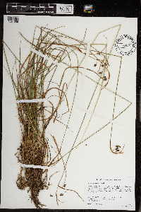 Carex magellanica image