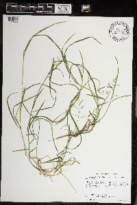 Torreyochloa pallida var. fernaldii image