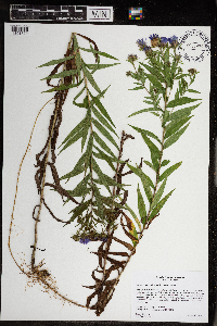 Canadanthus modestus image