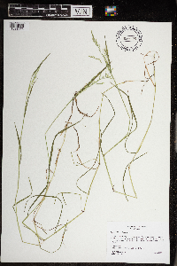 Torreyochloa pallida var. fernaldii image