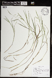 Torreyochloa pallida var. fernaldii image
