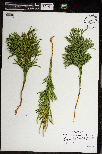Dendrolycopodium hickeyi image