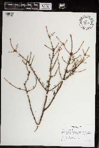 Arceuthobium pusillum image