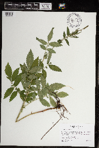 Agrimonia pubescens image
