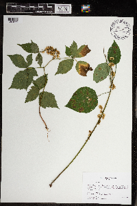Cuscuta gronovii image