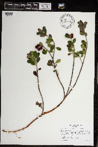 Media resource of Arctostaphylos uva-ursi