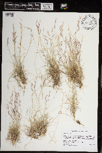 Bouteloua trifida image