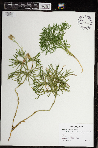 Diphasiastrum complanatum image