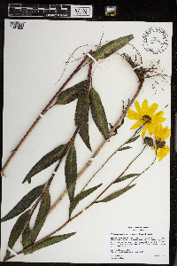 Helianthus nuttallii image