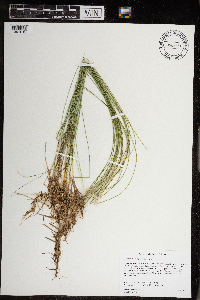 Trichophorum alpinum image