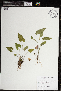 Viola grisea image
