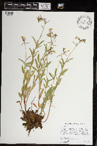 Oenothera perennis image