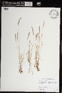 Vulpia octoflora image