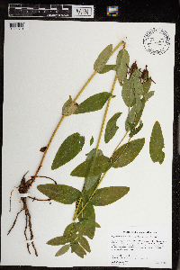 Hypericum ascyron subsp. pyramidatum image