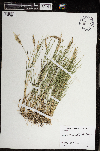 Distichlis spicata image