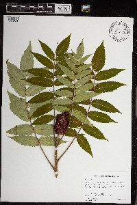 Rhus typhina image