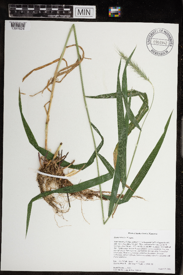 Elymus riparius image