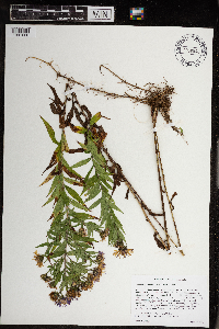 Canadanthus modestus image