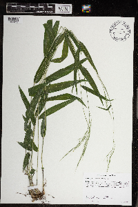 Brachyelytrum aristosum image