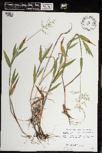 Media resource of Dichanthelium oligosanthes