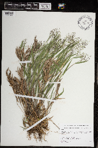 Dichanthelium praecocius image