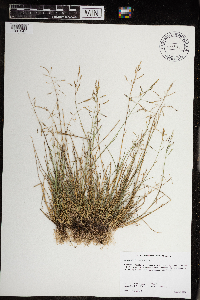 Puccinellia distans image