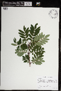 Sorbus aucuparia image