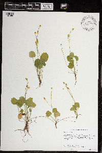 Ranunculus cymbalaria image