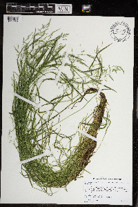 Torreyochloa pallida var. fernaldii image