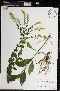 Solidago ulmifolia var. ulmifolia image