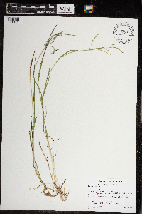 Torreyochloa pallida var. fernaldii image