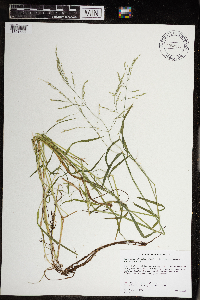 Torreyochloa pallida var. fernaldii image