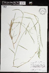 Torreyochloa pallida var. fernaldii image
