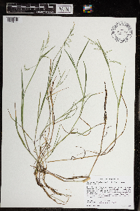 Torreyochloa pallida var. fernaldii image