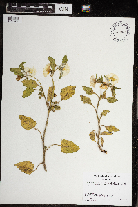 Leucophysalis grandiflora image