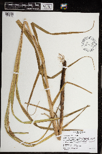 Carex trichocarpa image