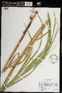Carex trichocarpa image