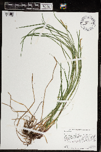Carex woodii image
