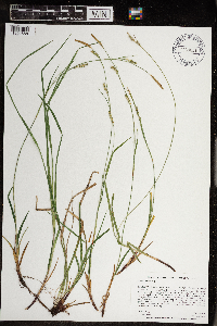 Carex woodii image