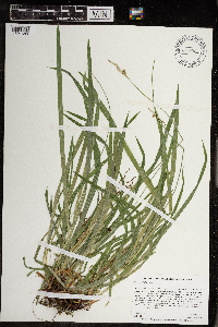 Carex hirtifolia image