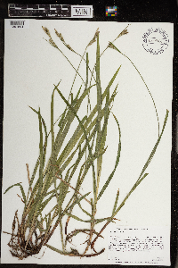 Carex hirtifolia image