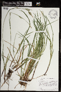 Carex woodii image
