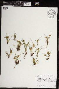 thumbnail image of current specimen
