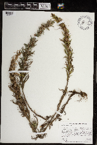 Castilleja sessiliflora image