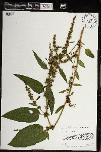 Rumex obtusifolius image