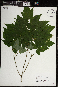 Actaea pachypoda image