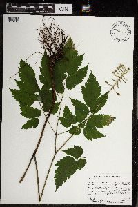 Actaea pachypoda image