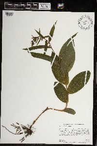 Epipactis helleborine image