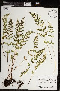 Cystopteris tenuis image